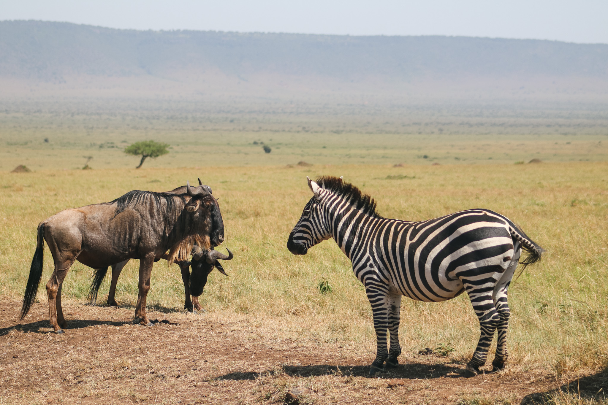 9 Days Masai Mara 4 Nights Lake Naivasha And Amboseli Kawira Safaris