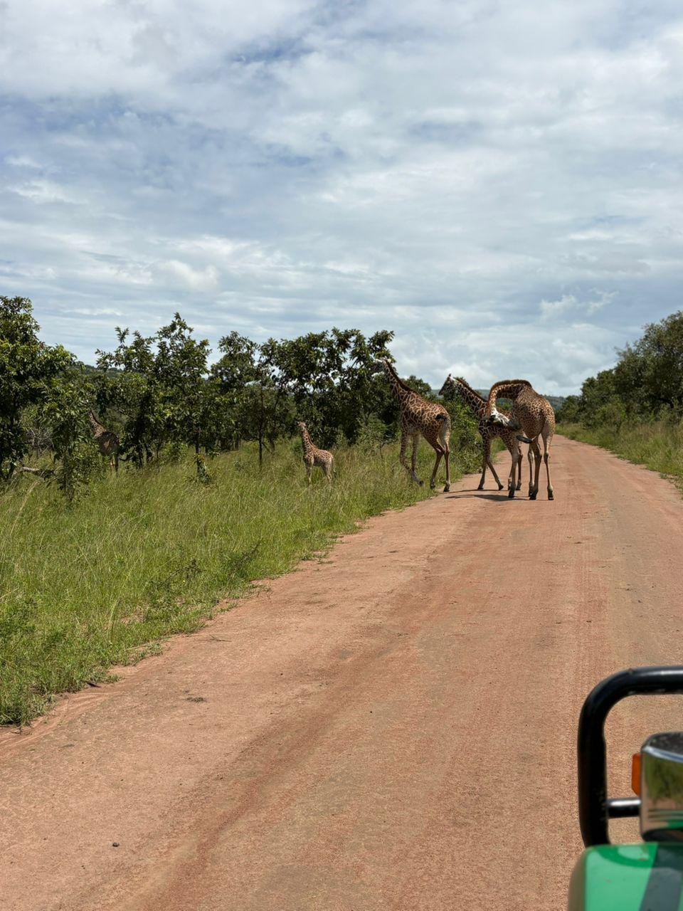 3 Days Chimps and Wildlife Safari (Rwanda - Uganda) — 3-day safari in Rwanda: Chimpanzee tracking and savannah wildlife across the Rwanda–Uganda border in three days.