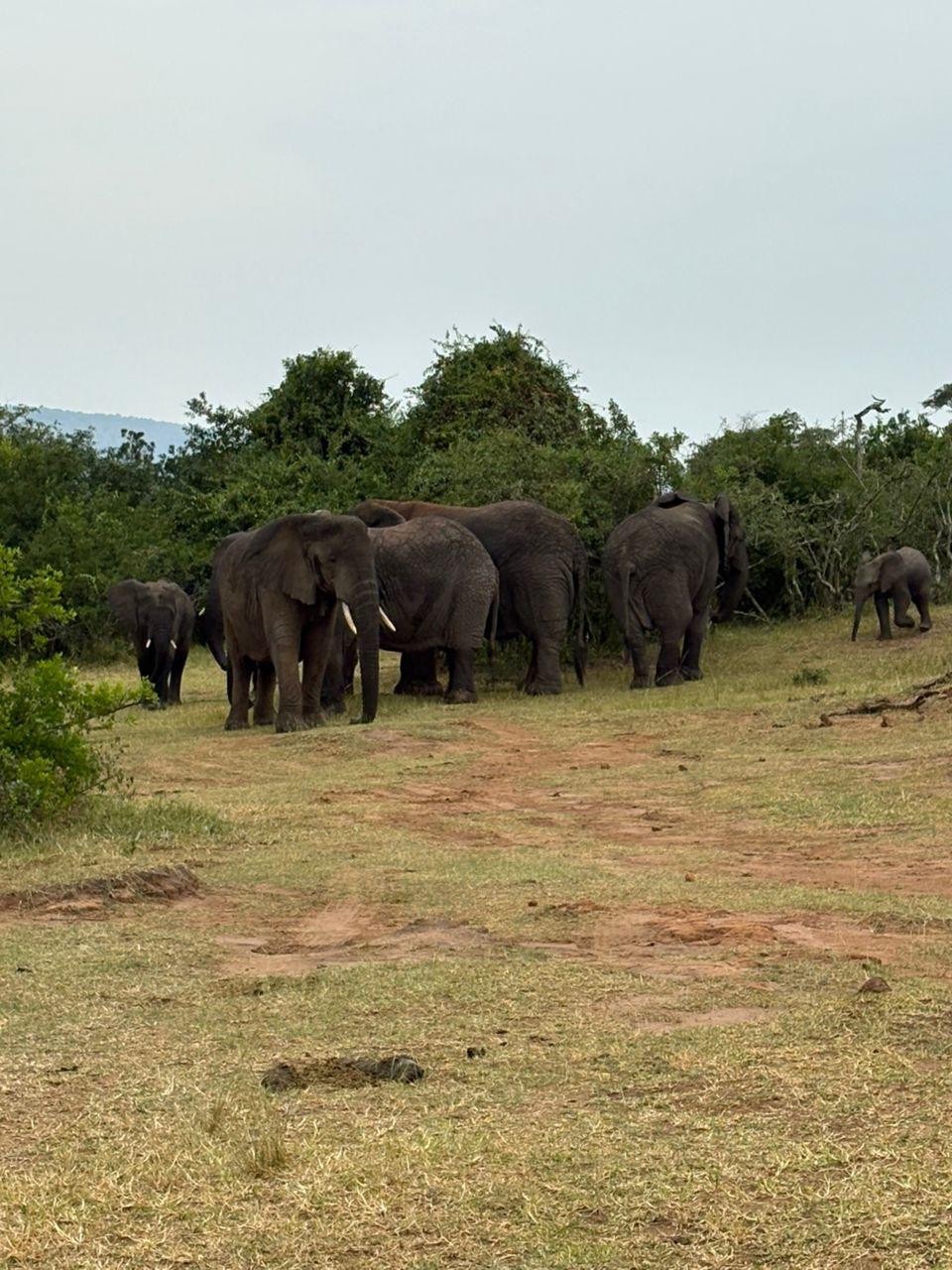 4 Days Masai Mara Safari — 4-day safari in Kenya: Four full days on the Mara — perfect for big-cat sightings.