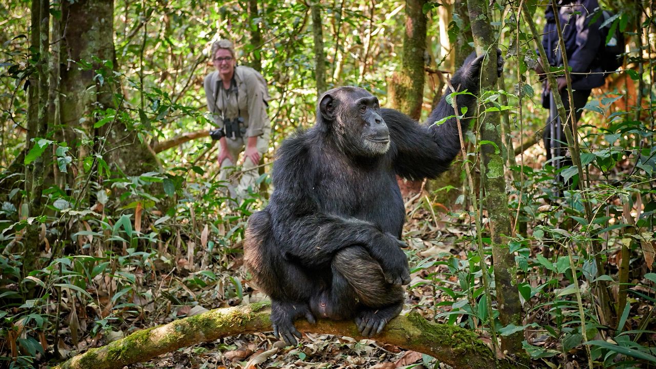 1 Day Nyungwe National Park Safari — 1-day safari in Rwanda: A long day in Rwanda's ancient rainforest with canopy walk and primate viewing options.