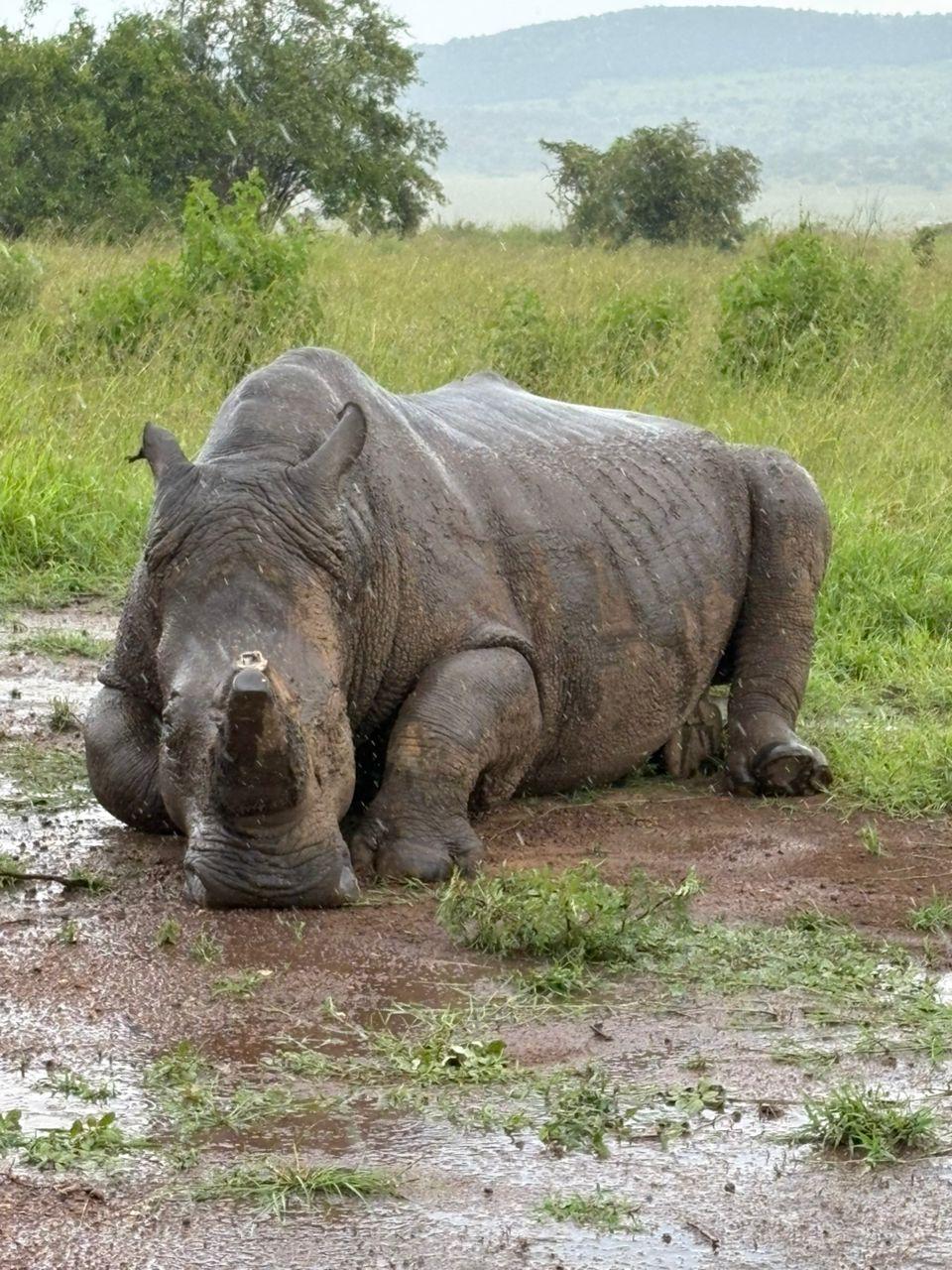 1 Day Akagera National Park Safari — 1-day safari in Rwanda: Full-day game drive in Rwanda's only Big Five savannah park, just hours from Kigali.