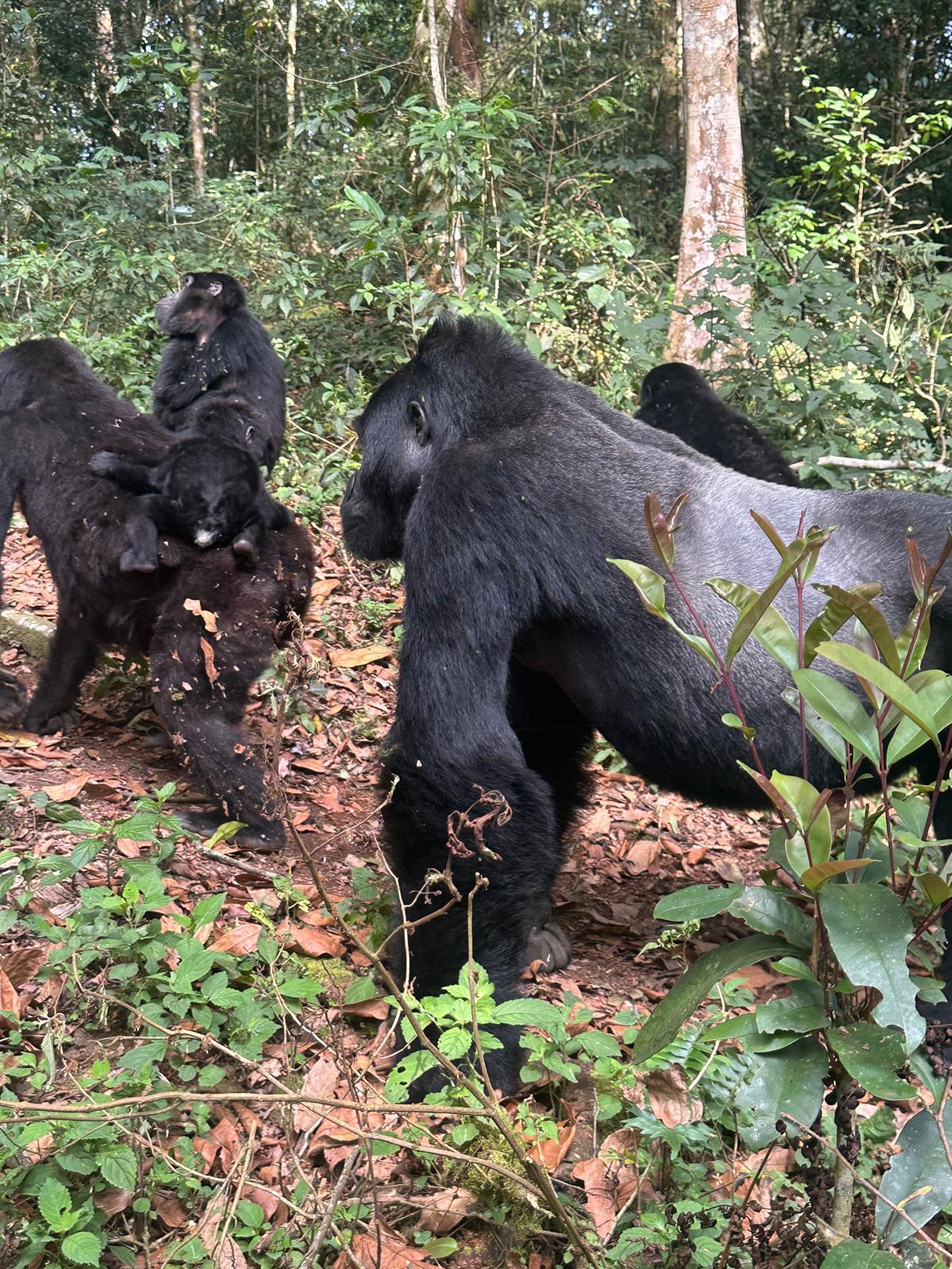 8 Days Uganda Gorilla and Wildlife Safari — 8-day safari in Uganda: Bwindi gorillas plus the savanna of Queen Elizabeth.
