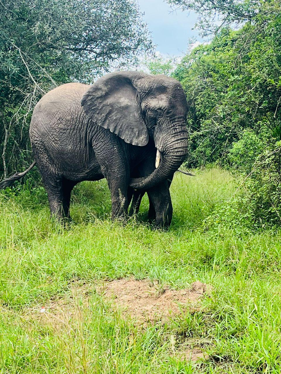 6 Days Masai Mara, Nakuru & Amboseli Safari — 6-day safari in Kenya: Three signature parks: the Mara, Nakuru and Amboseli under Kilimanjaro.
