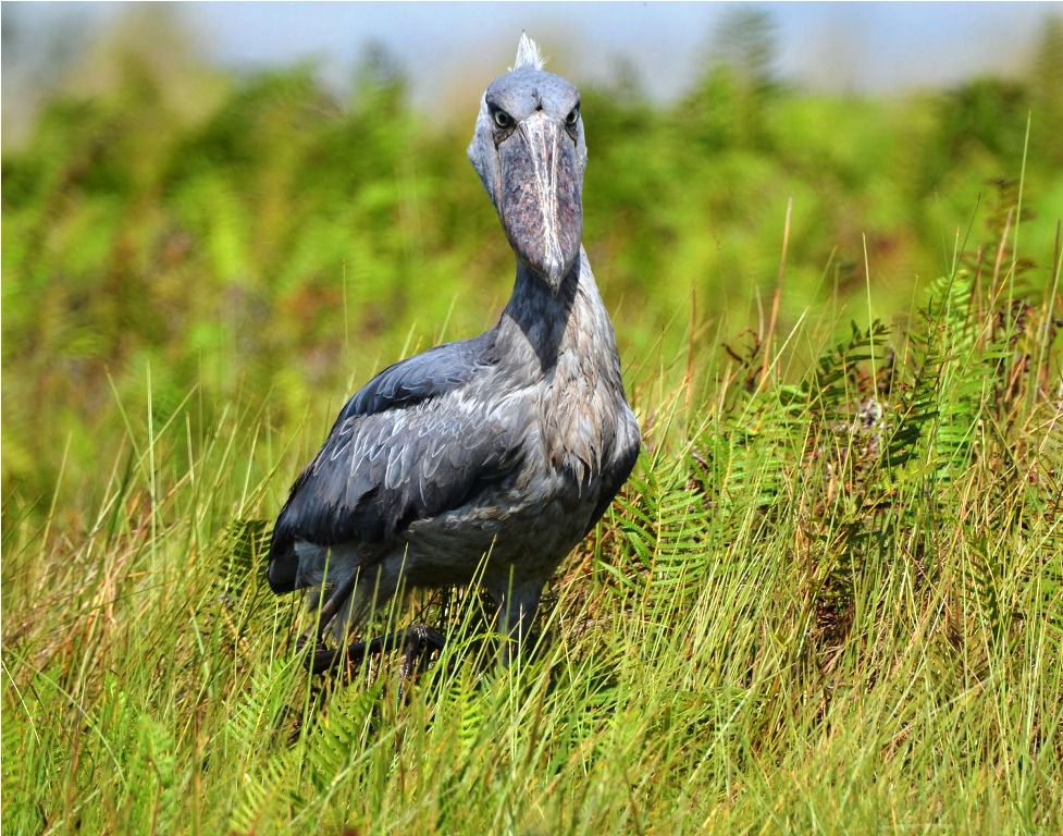 Mabamba shoebill swamp