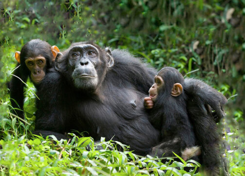 10 Days Uganda Wildlife, Chimpanzees, Wildlife Safari & Gorilla Trekking adventures