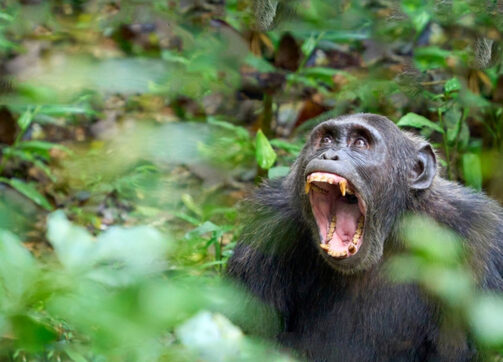 7 days Uganda Gorilla Chimps Safari