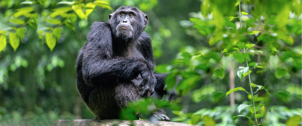 11 Days Uganda Chimps, Wildlife Safari and Gorilla Trekking Adventure