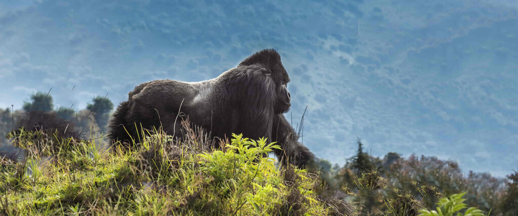 Mountain Gorillas Volcanoes National Park Rwanda Tour – Virgin Explorer