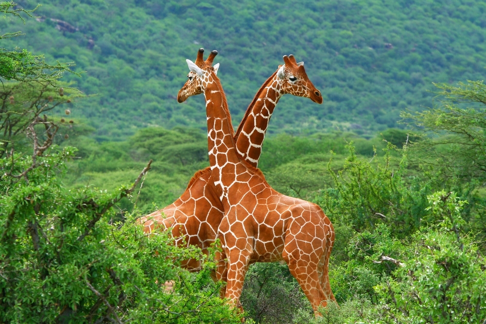 wildlife in tanzania