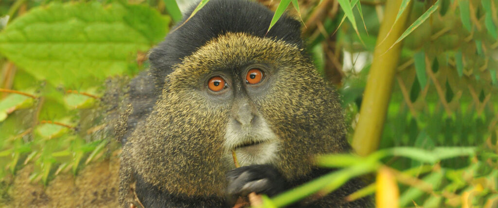 2022 Uganda Gorilla and Rwanda Golden Monkey Tour