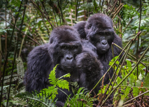 Uganda Luxury Safari – Wildlife, Chimps and  Gorillas
