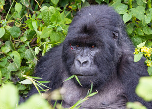 11 Days Uganda Chimps, Wildlife Safari and Gorilla Trekking Adventure