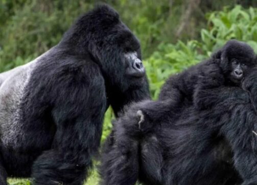 Gorilla Trekking Etiquette: How to Respect the Gorillas and Their Habitat