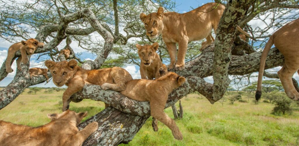 tree climbing