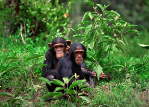 4 Days Rwanda Golden monkeys and Gorillas Safari amended