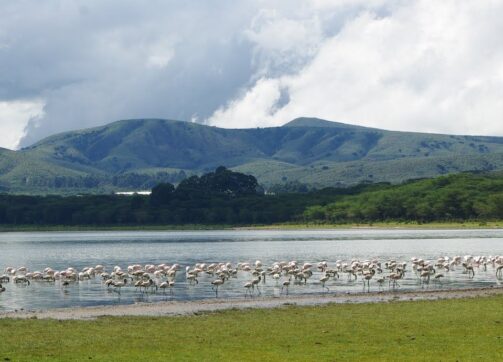 6 Days – Masai Mara, Lake Nakuru and Lake Naivasha