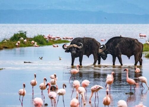 7 Days – Masai Mara, Lake Nakuru and Amboseli