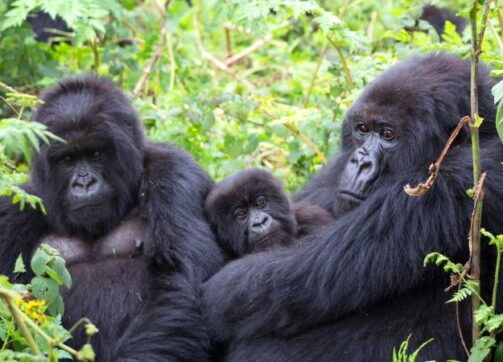 2 Days Uganda Gorilla Trek from Kigali