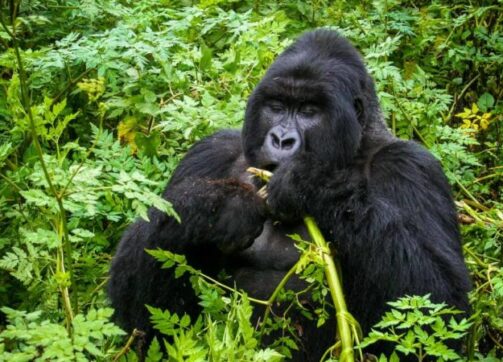 8 Days Uganda Gorilla and Wildlife Safari