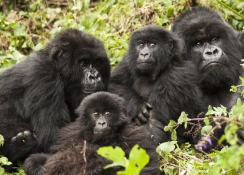 4 days Gorillas Rwanda