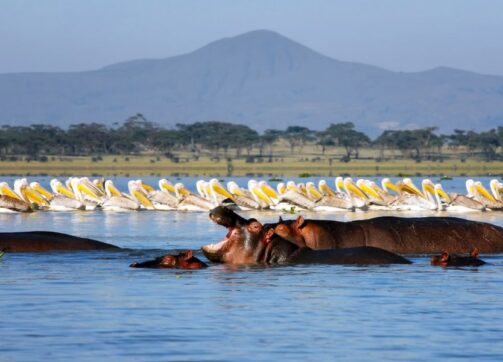 7 Days – Masai Mara, Lake Nakuru, Lake Naivasha and Amboseli