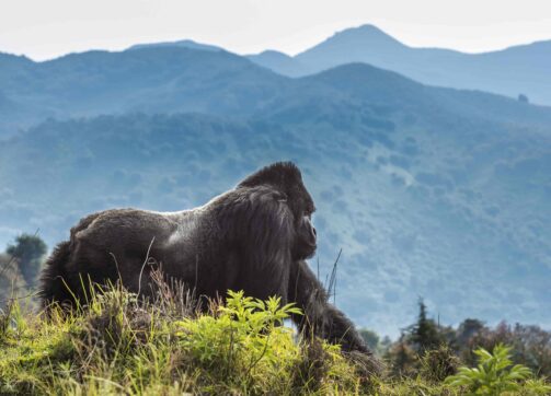 4 Days Rwanda Gorillas Safaris