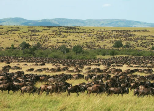 7 Days – Masai Mara and Amboseli (With flight from Mara to Amboseli)