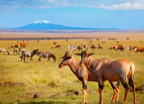 9 Days – Masai Mara, Lake Nakuru and Amboseli