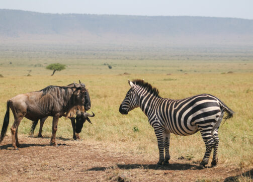 9 Days – Masai Mara (4 nights), Lake Naivasha and Amboseli