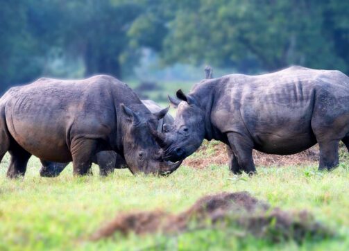 3 Days – Murchison Falls and Ziwa Rhino Sanctuary
