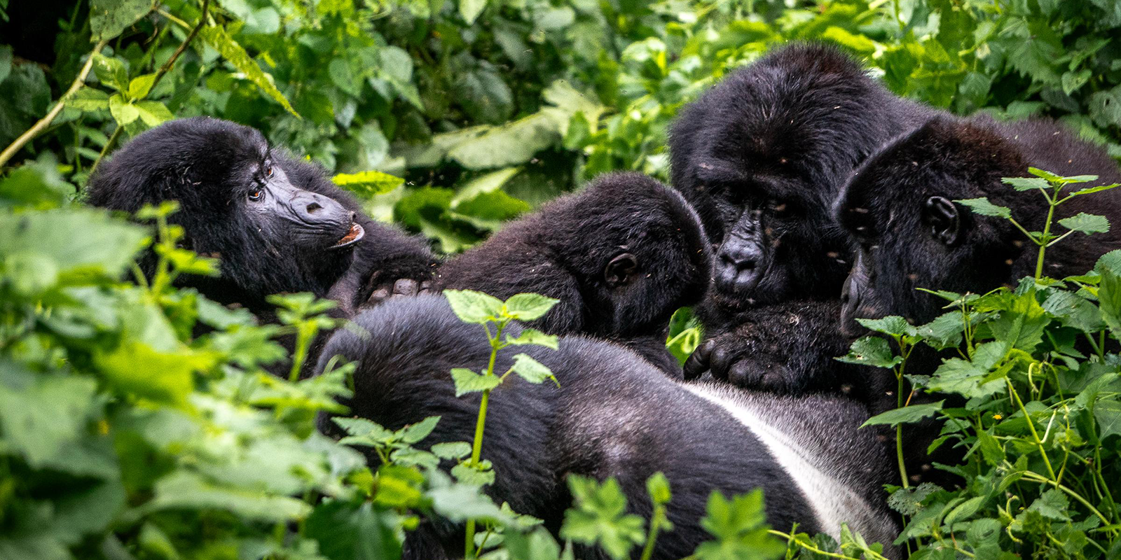 Bwindi Impenetrable National Park