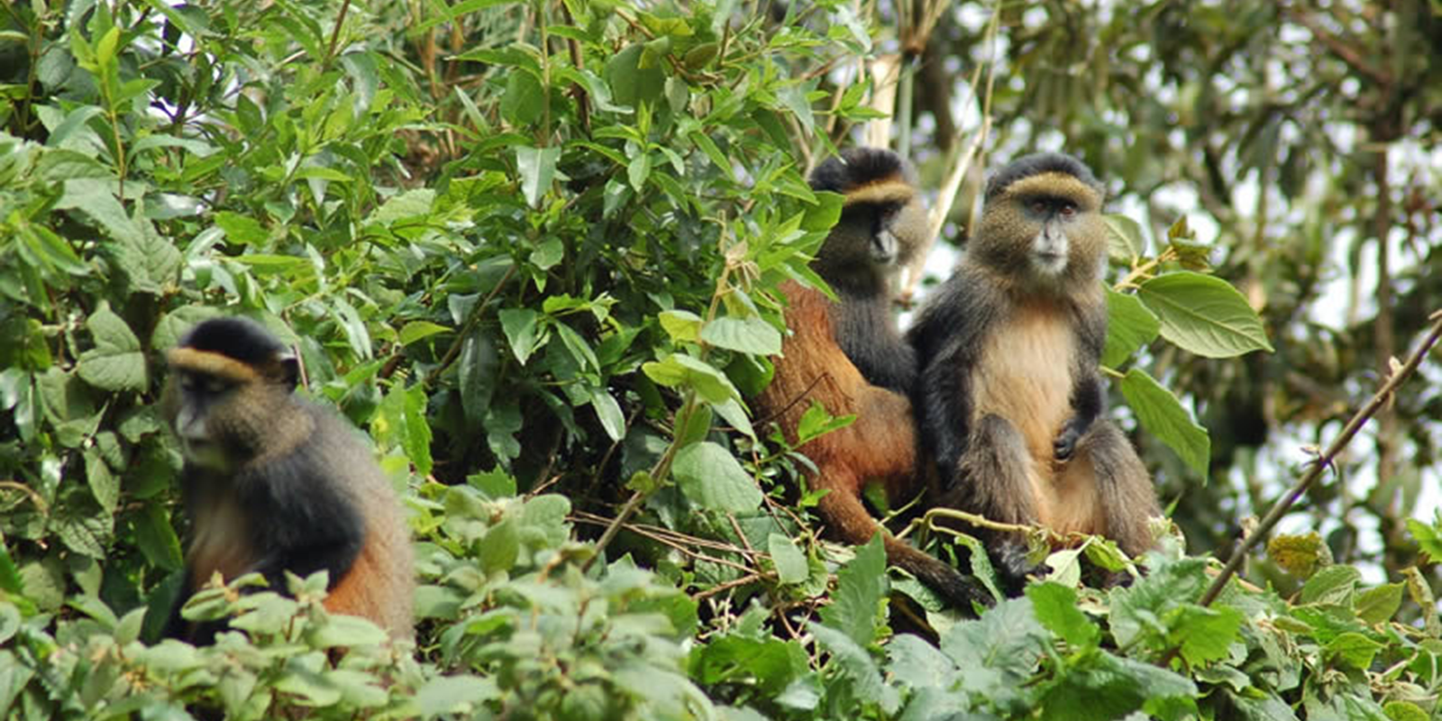 Gishwati Mukura National Park