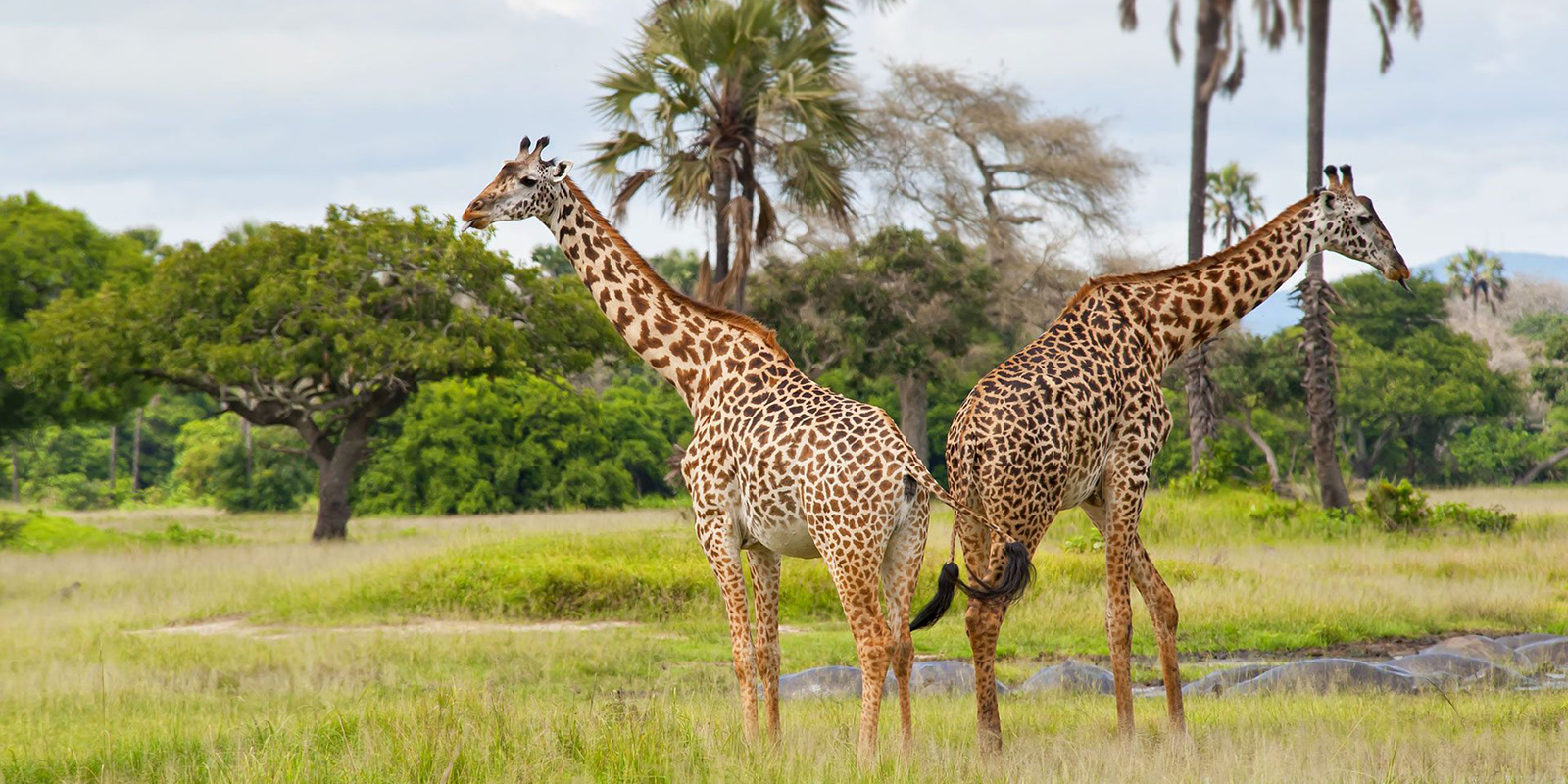 Katavi National Park