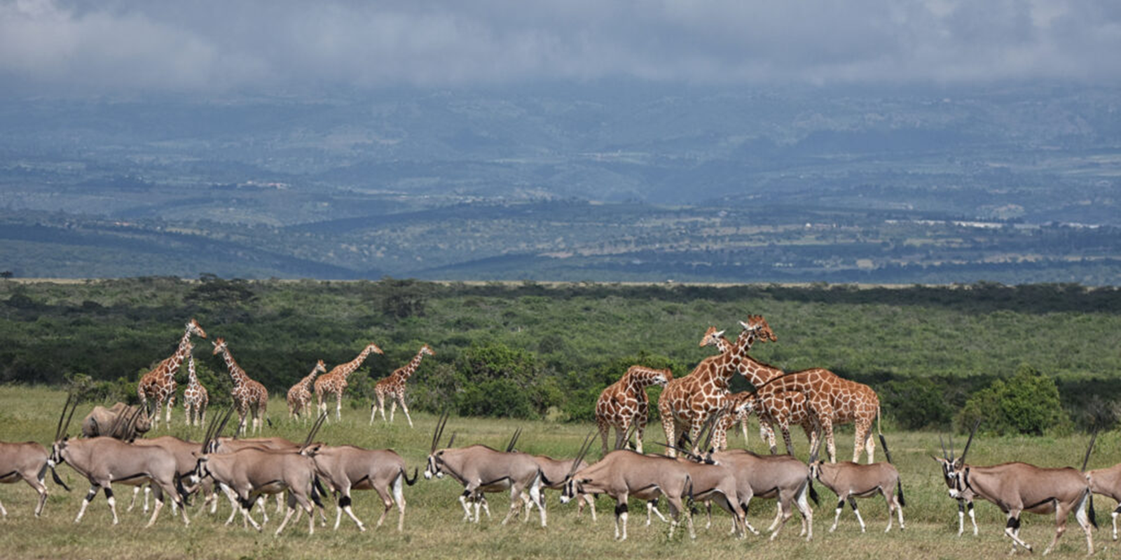 Ol Pejeta Conservancy