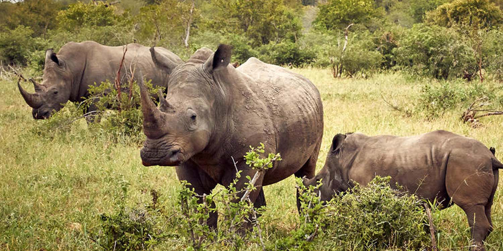 Ziwa Rhino Sanctuary