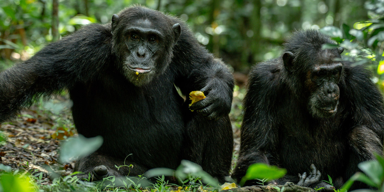 Kibale Forest National Park