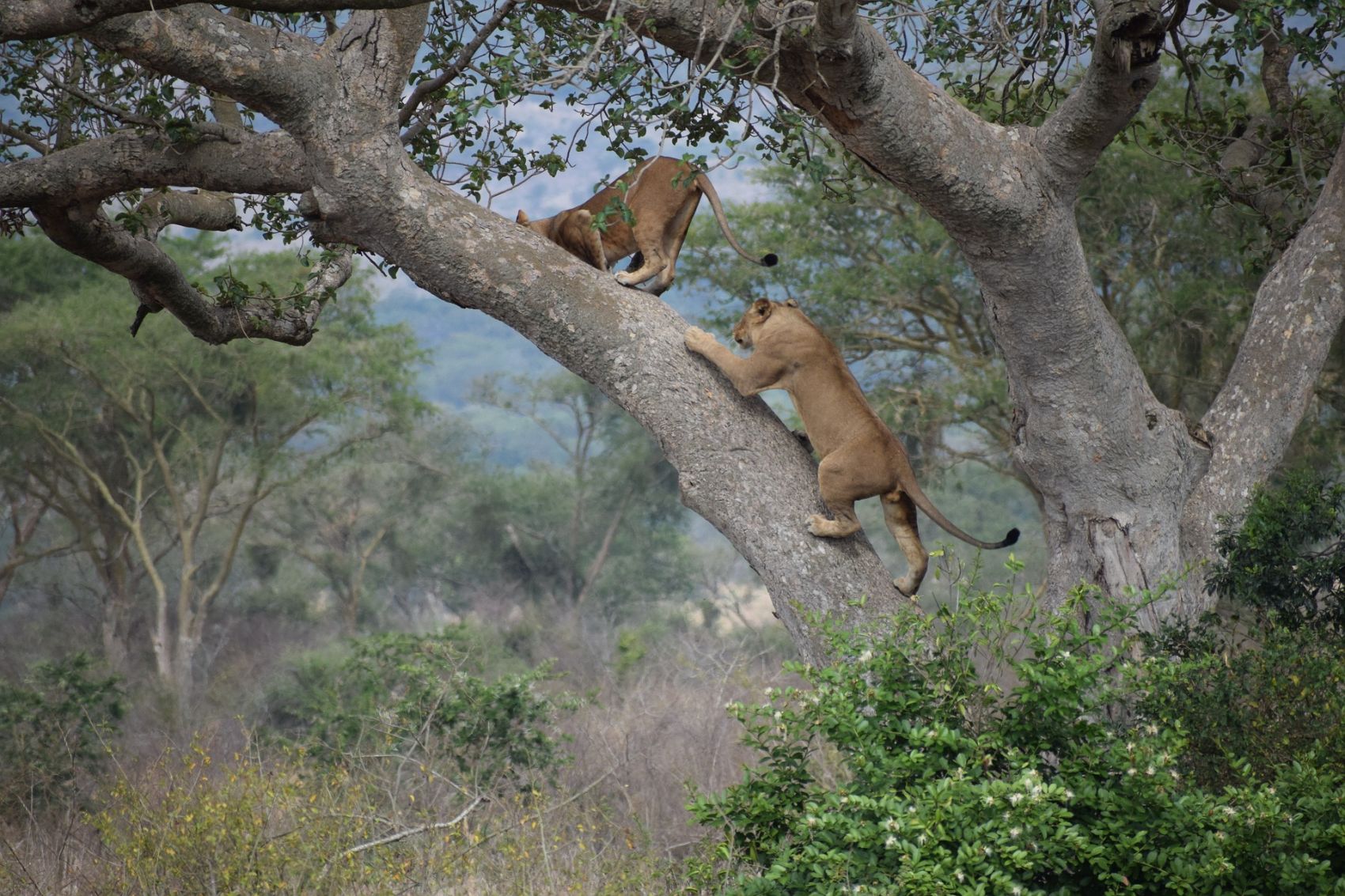 Queen Elizabeth National Park