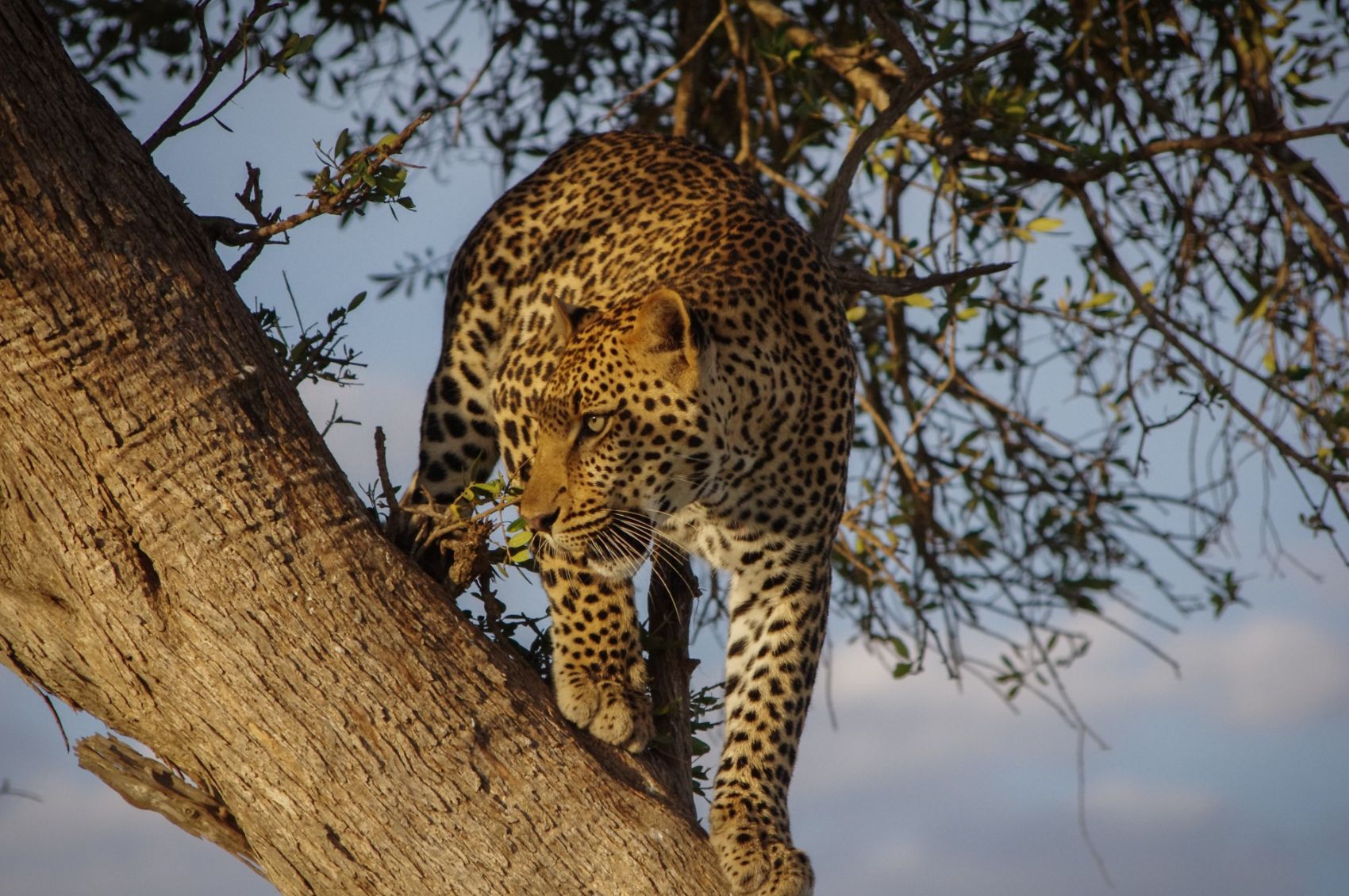 Africa's Big 5 Safaris