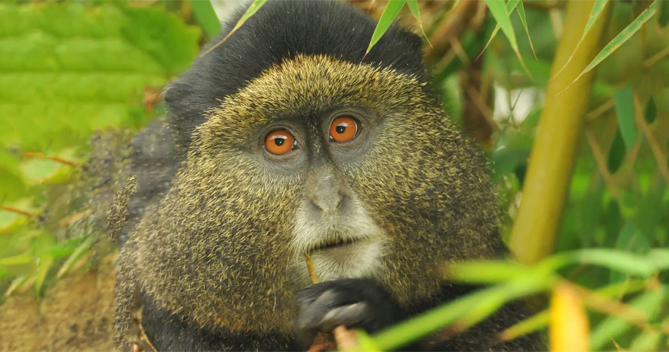 4 Days Wildlife Safari, Gorilla and Golden Monkey Trek