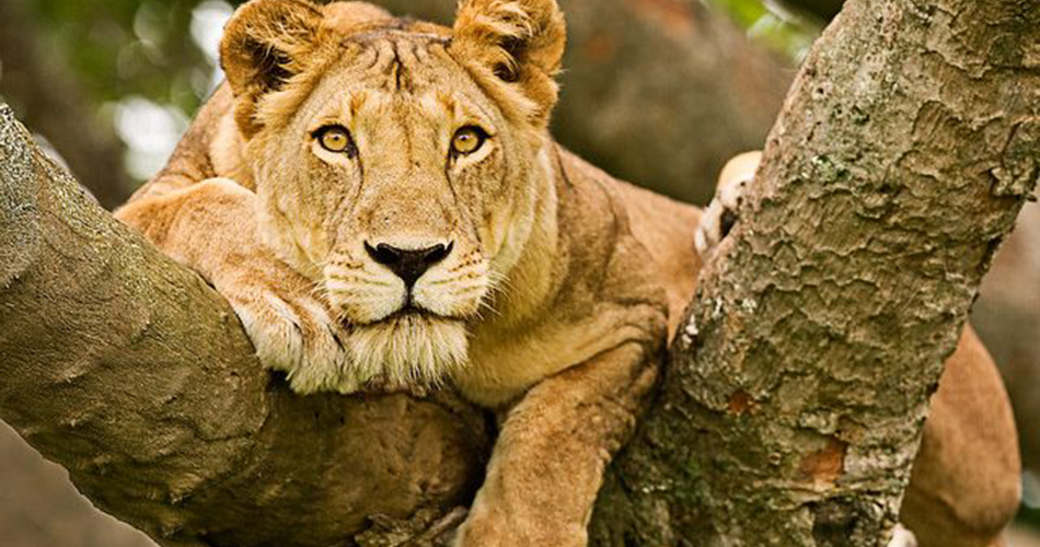 8 days Uganda sight-seeing & wildlife safari