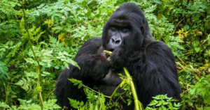 8 Days Uganda Gorilla and Wildlife Safari