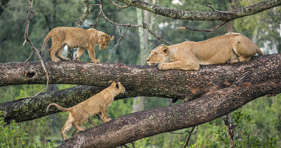 11 Days – Arusha, Tarangire, Lake Manyara, Lake Natron, Serengeti, Ngorongoro Crater, and Lake Eyasi