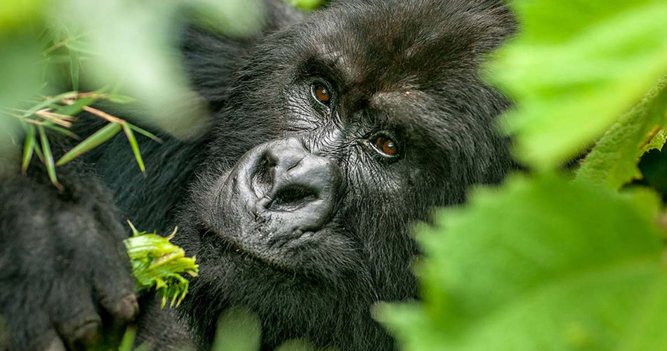 6 days Uganda primates and wildlife tour