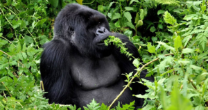 4 Days Rwanda Gorillas and Golden Monkey Discovery