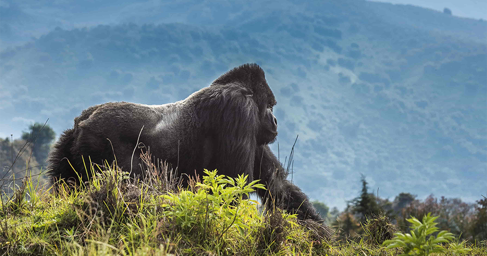 4 Days Rwanda Gorillas Safaris