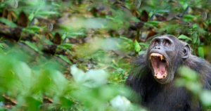 7 days Rwanda Gorilla Chimps Safari