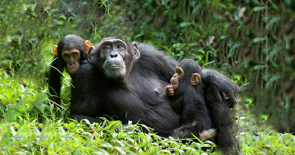 chimpanzee trekking