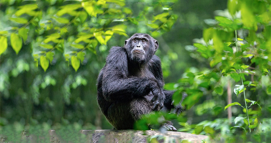 11 Days Uganda Chimps, Wildlife Safari and Gorilla Trekking Adventure