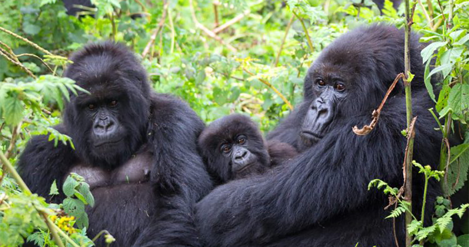 2 Days Uganda Gorilla Trek from Kigali