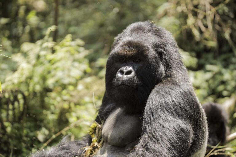 2 Day Rwanda Gorilla Safari